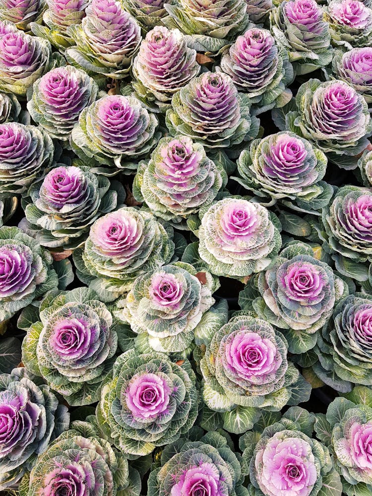 Delicate Purple Ornamental Cabbages In Garden