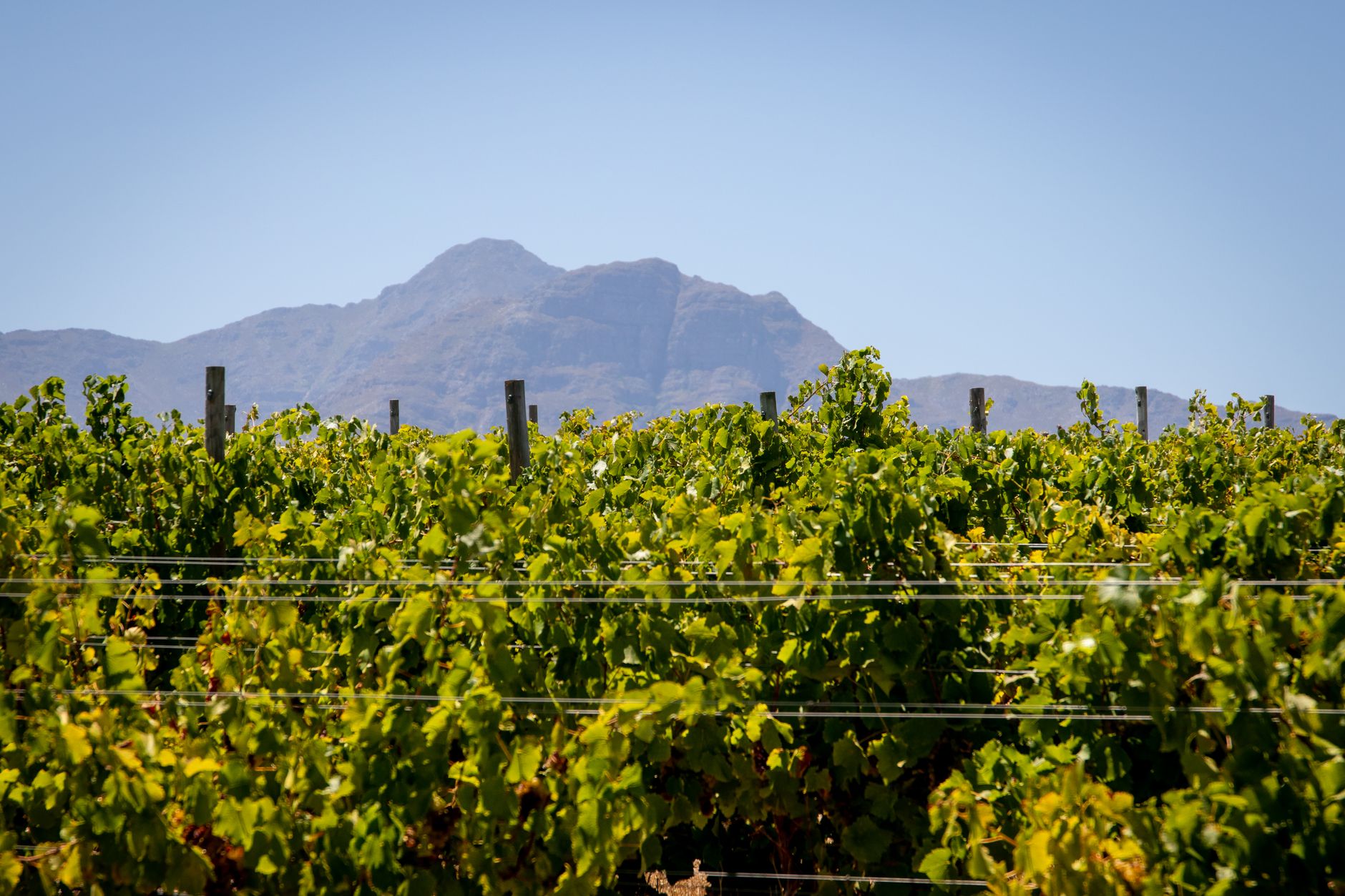 A Discerning Cape Winelands Stay Guide