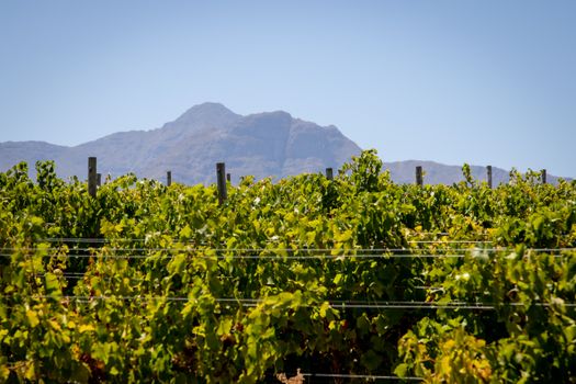Stellenbosch wine with a sommelier — Cape Town