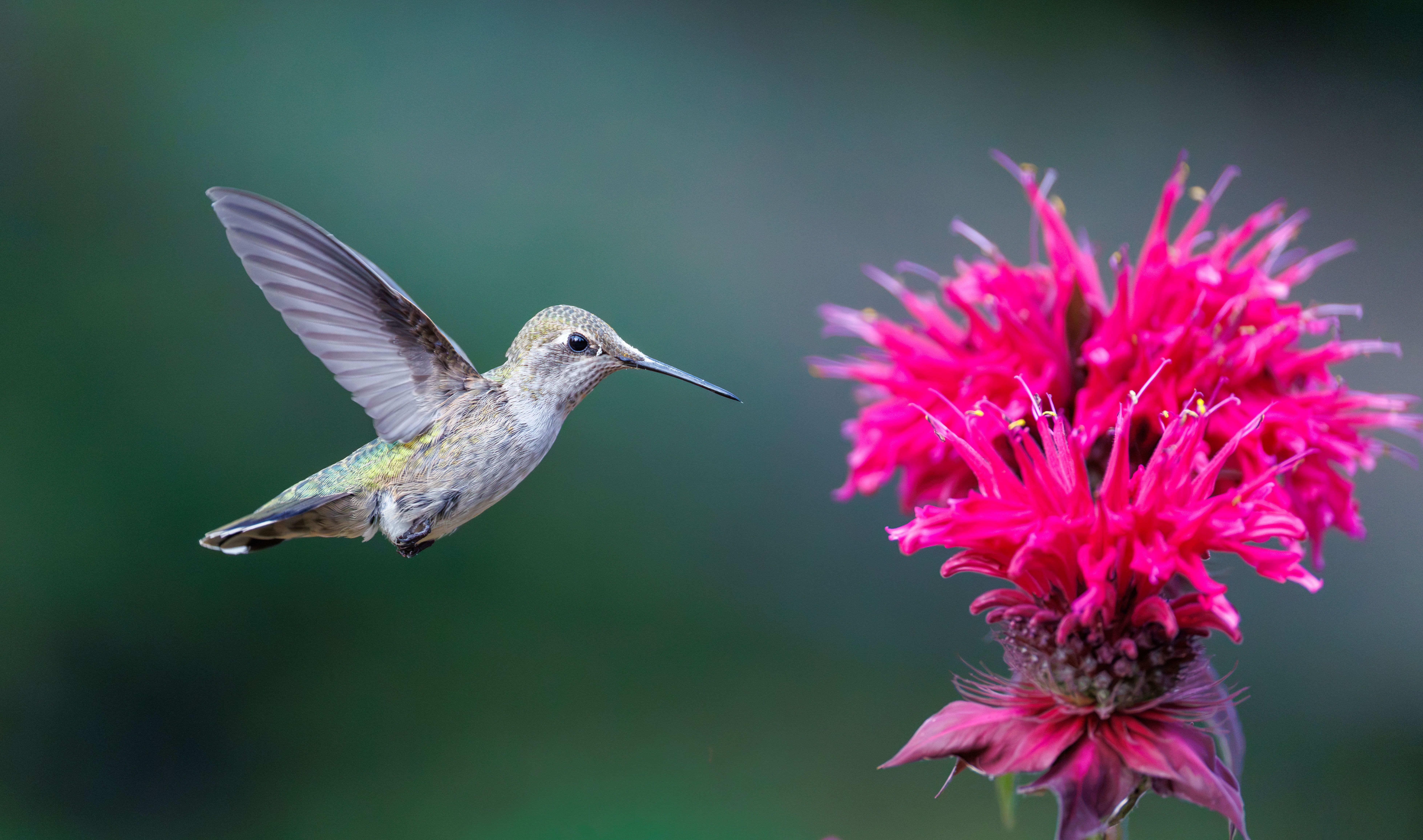A hummingbird hovers mid-flight toward vibrant magenta flowers against a soft teal background, capturing intricate detail of wings and plumage.