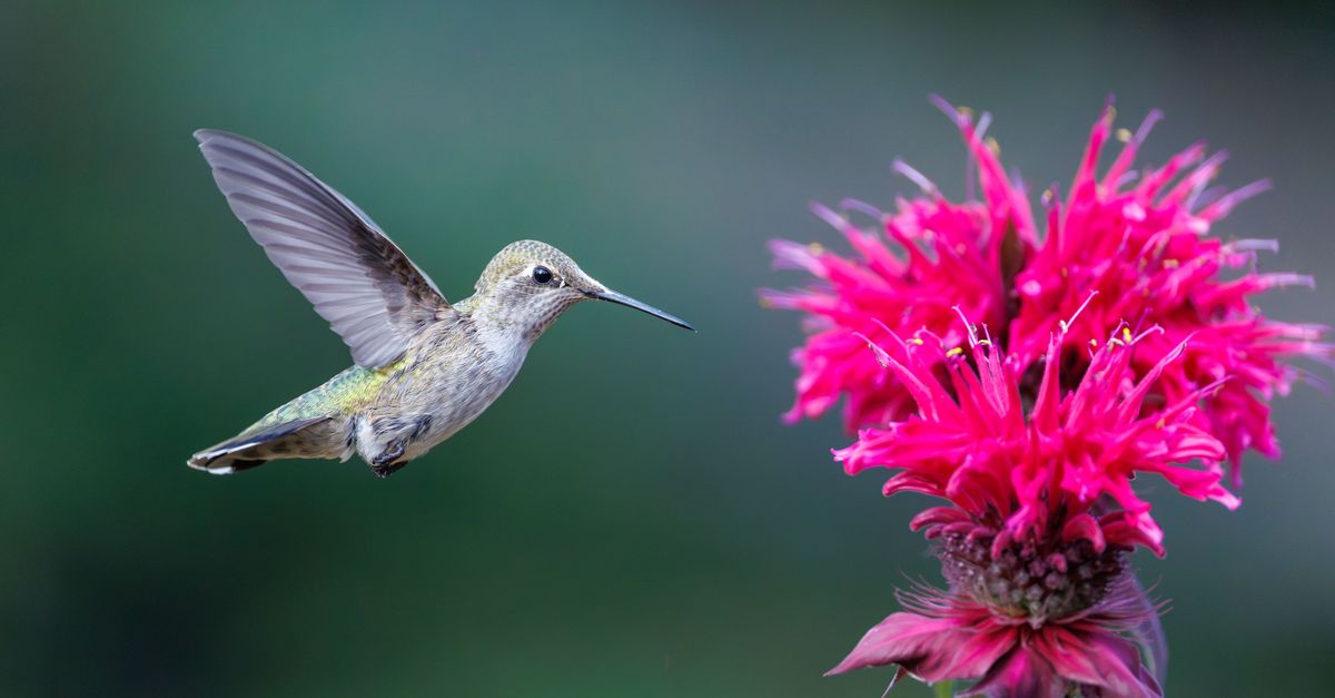 A hummingbird hovers mid-flight toward vibrant magenta flowers against a soft teal background, capturing intricate detail of wings and plumage.
