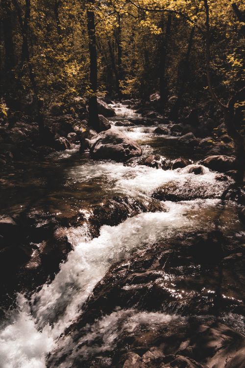 Free Tranquil mountain stream flowing through a scenic autumn forest landscape. Stock Photo