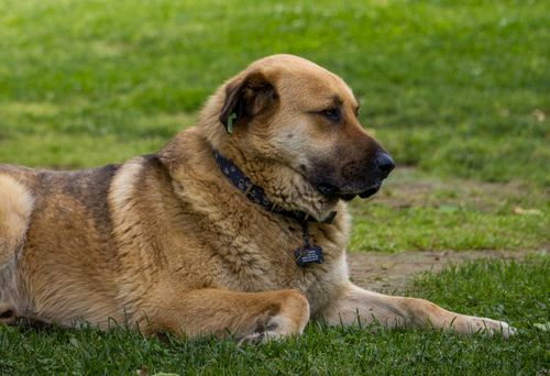 Free A majestic Kangal dog rests peacefully on lush green grass in İstanbul, Türkiye. Stock Photo