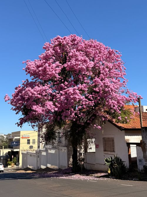 Free A vibrant pink Tabebuia tree in full bloom on a city street against a clear blue sky. Stock Photo