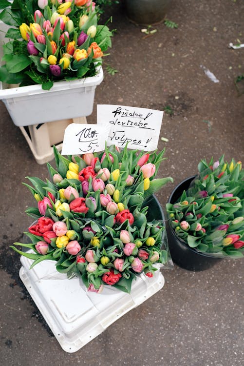 Variety Of Tulips In A Pail