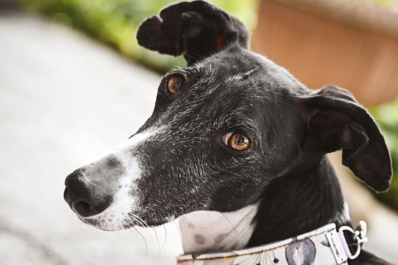 Tilly - photo 1