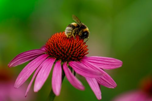 Free Close-up of a bumblebee collecting pollen from a vibrant pink coneflower. Captured in natural outdoor light. Stock Photo