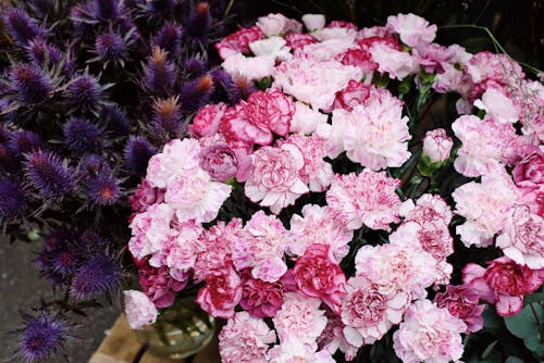 Close-Up Photo of Pink Flowers