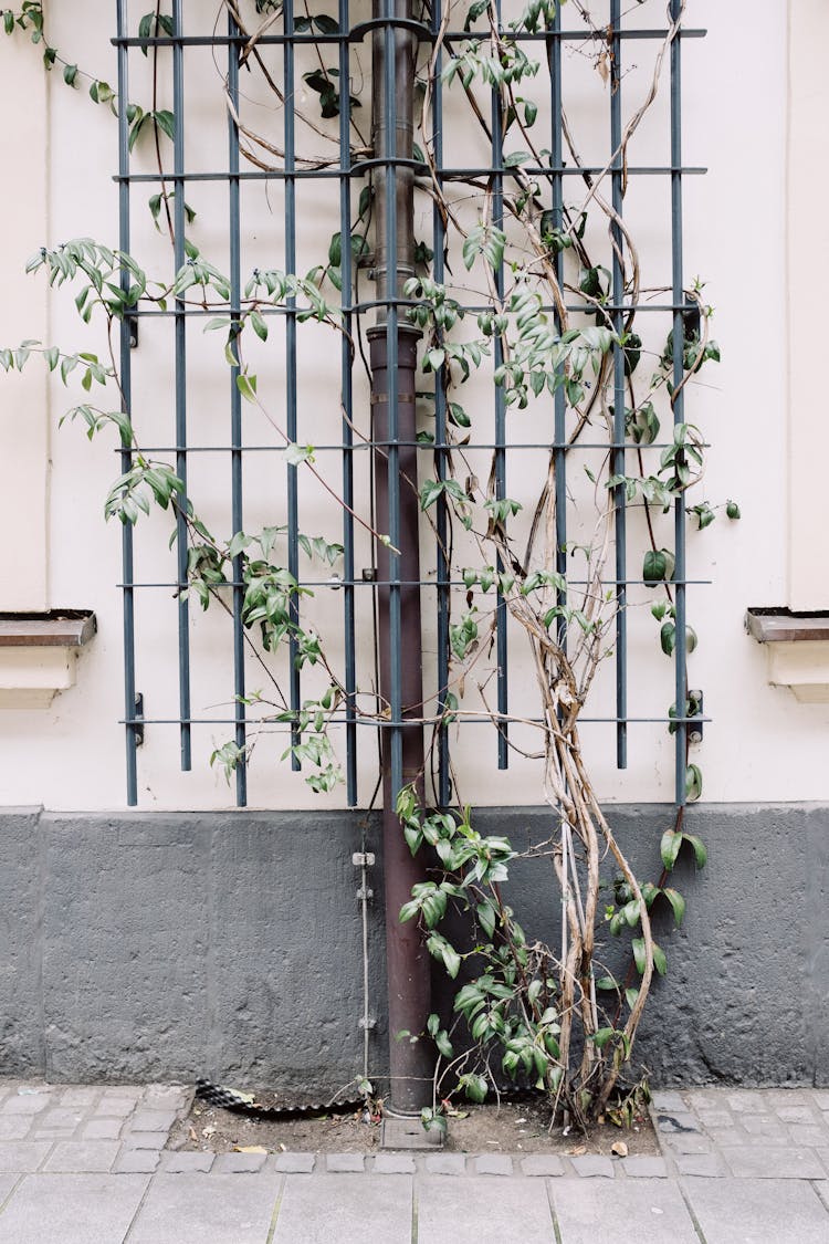 Climbing Plant On Iron Grate Against Building Wall