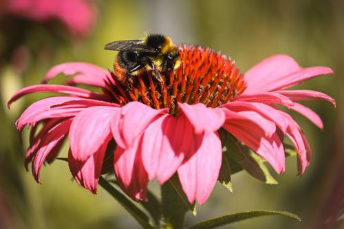 Free Close-up of a bumblebee pollinating a vibrant pink Echinacea flower in daylight. Stock Photo