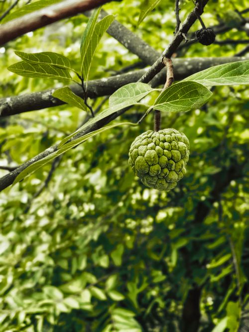 Free A detailed view of a custard apple hanging from a tree branch amidst lush green foliage. Stock Photo