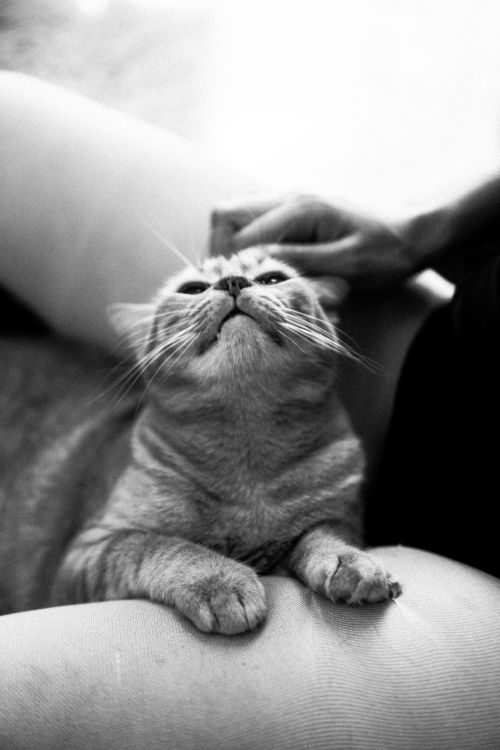 Free A content cat being gently petted, captured in an artistic black and white portrait. Stock Photo