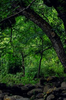Image by Farhaan Mushtaq  Parimoo