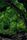 nature vedio