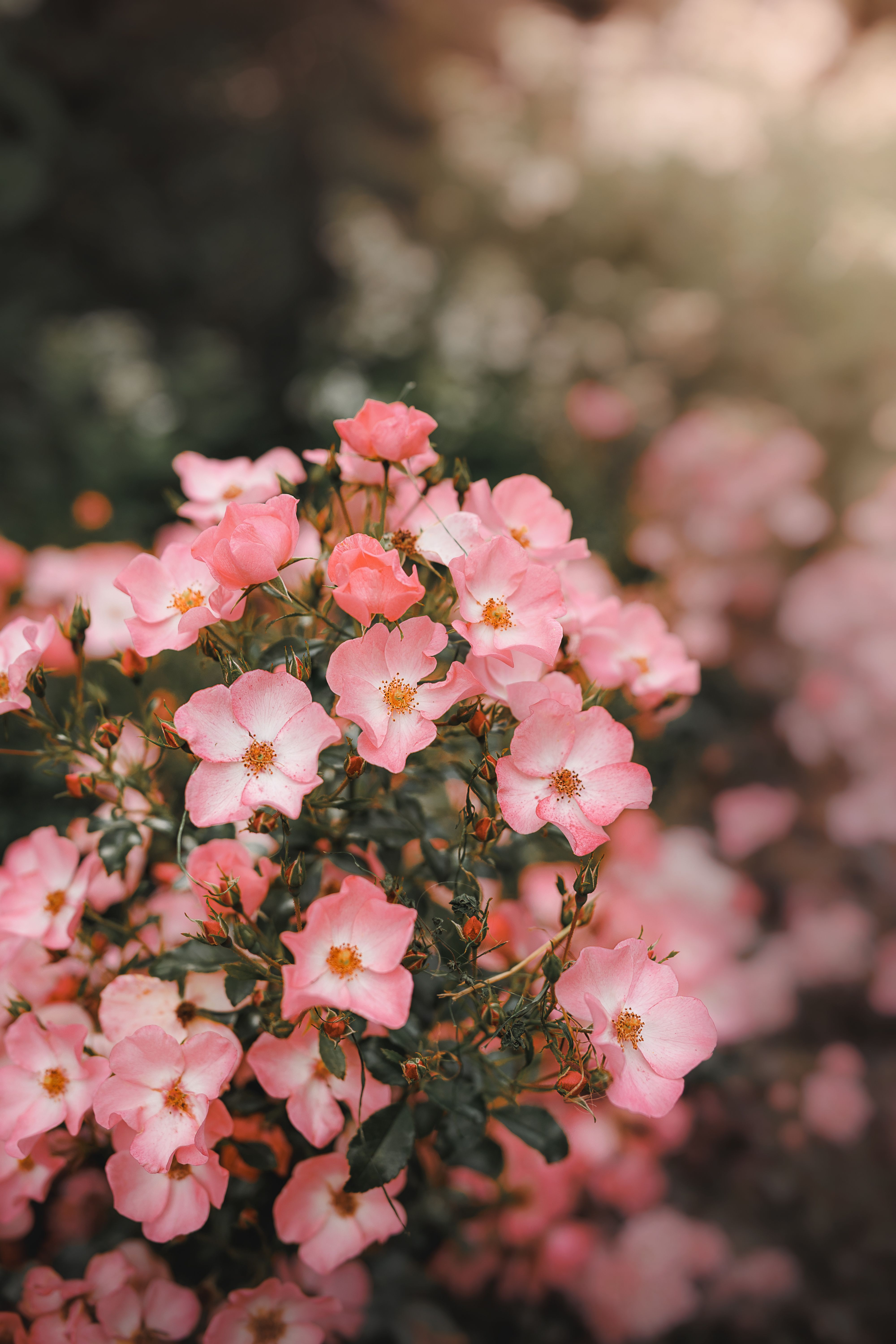 [ColoSach]-lush-pink-roses-blooming-in-a-garden-with-soft,-warm-lighting-creating-a-dreamy-atmosphere.