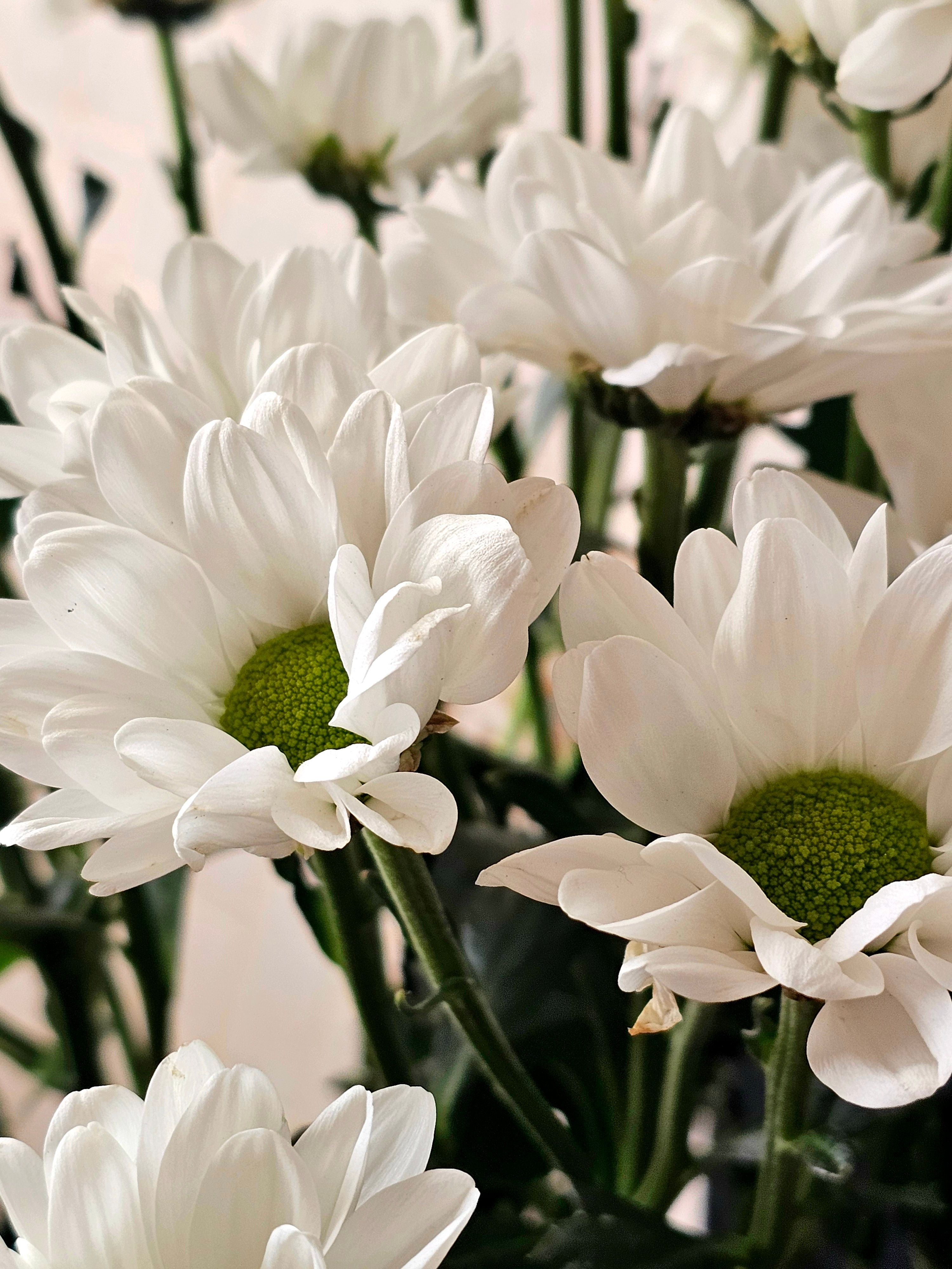Bouquet de fleurs Turquie