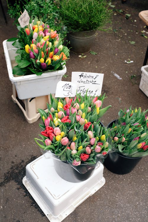 Assorted Tulips In Black Pails