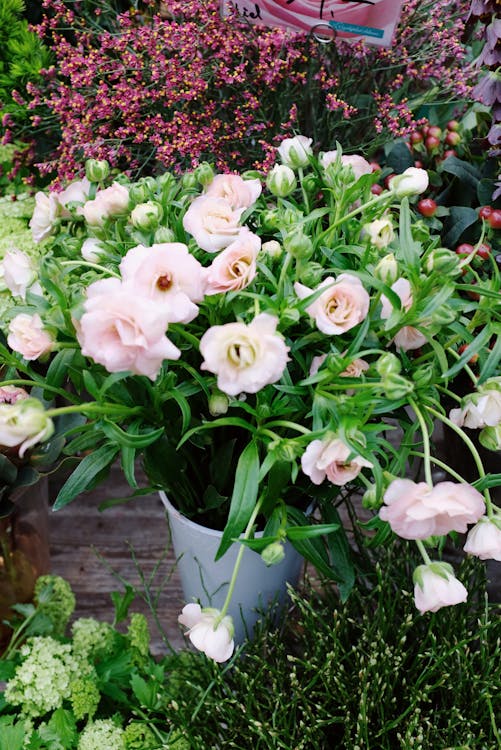 White and Pink Flowers In A Pot