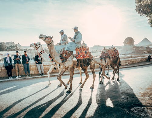 People Riding On Camels On Road