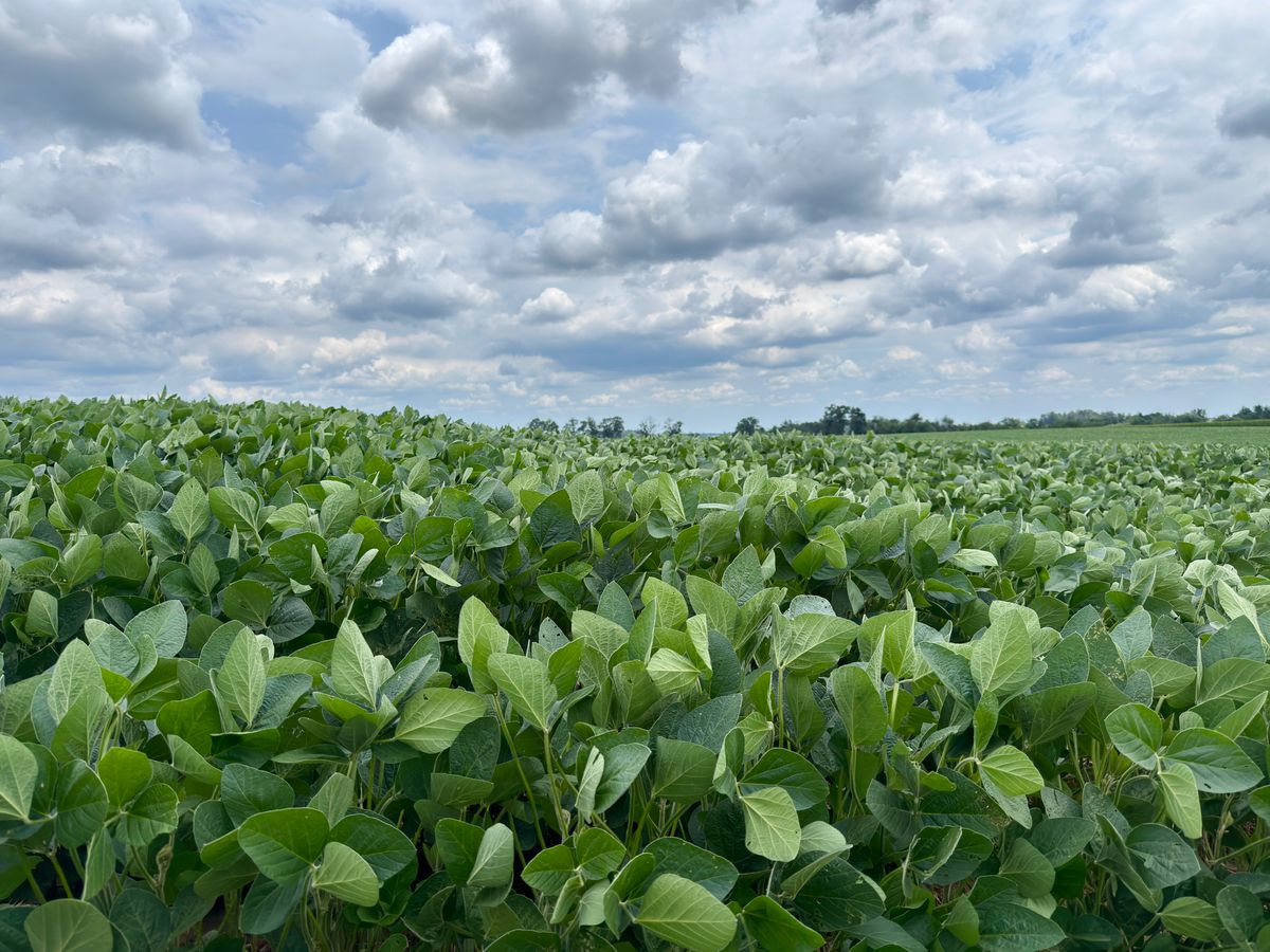 Vast green soybean field under a cloudy sky, representing Guna's soybean and wheat trading economy