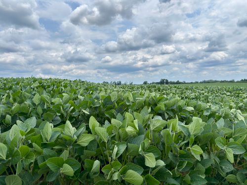 Free Expansive view of a lush green soybean field under a dramatic cloudy sky in Lancaster County. Stock Photo