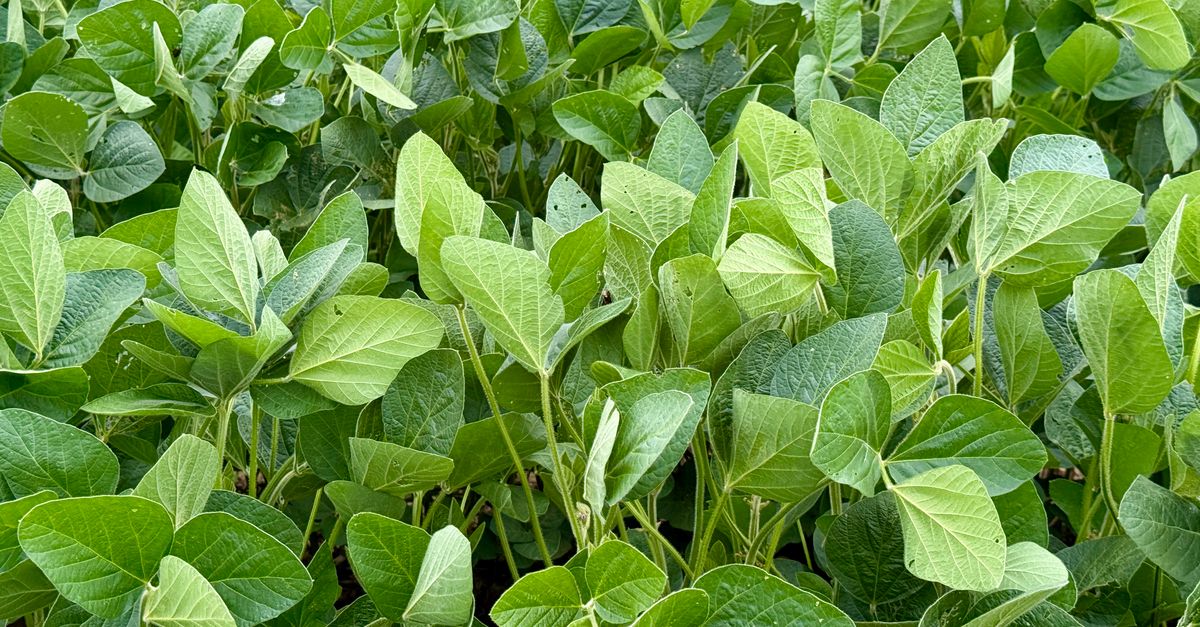 Vibrant soybean plants thriving in a lush green field during summer. - Evidence evidence guide for glycine sleep meta-analysis