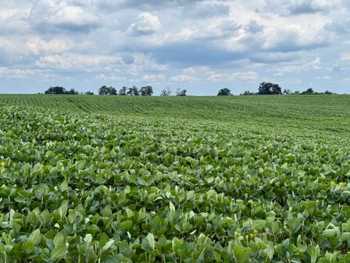 Free Vast soybean field stretching into the horizon with a serene cloudy sky. Ideal for agricultural themes. Stock Photo