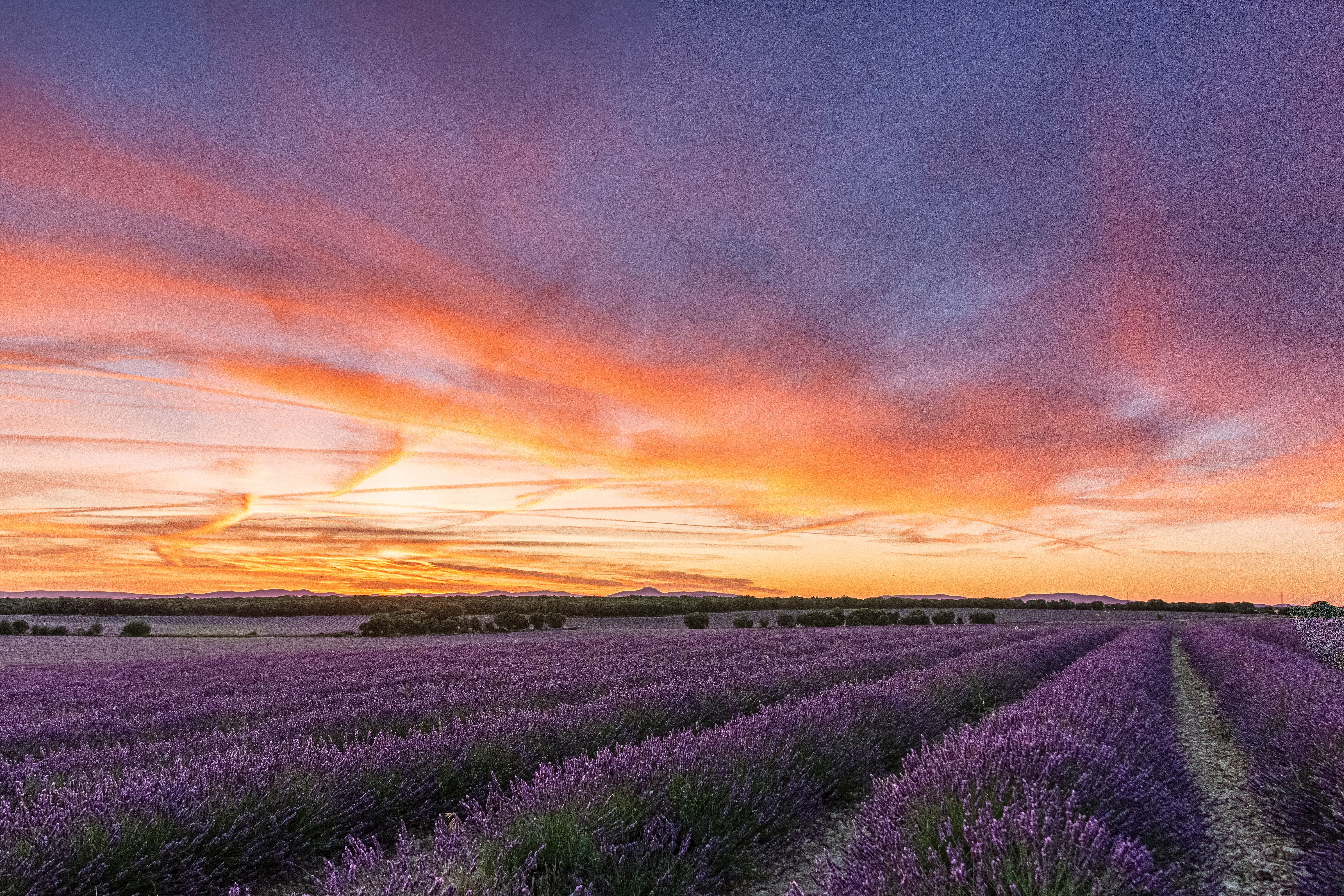 Captivating view of lavender fields at sunset in Brihuega, Castilla-La Mancha, creating a vibrant landscape.