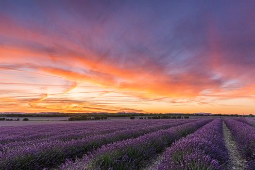 Captivating view of lavender fields at sunset in Brihuega, Castilla-La Mancha, creating a vibrant landscape.