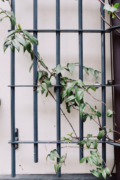 Green Plant on Gray Iron Fence