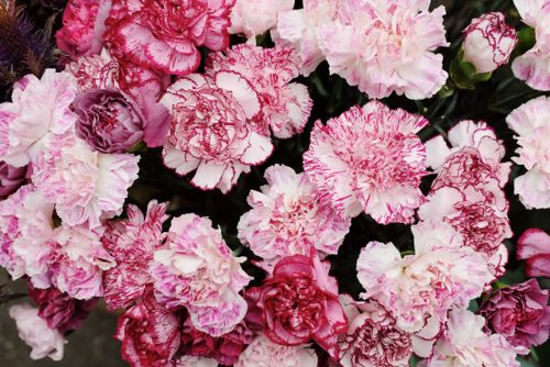 Free Vibrant pink and red carnations in full bloom creating a stunning floral display. Stock Photo