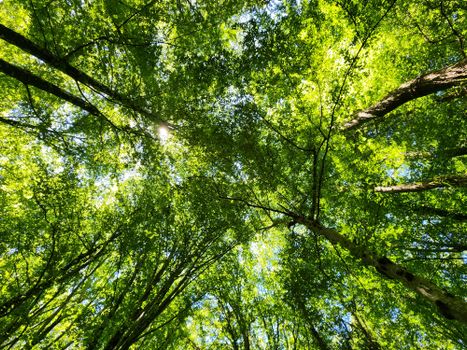 A vibrant looking upward view of a dense forest canopy with sunlight filtering through the leaves.
