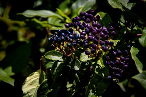 Close-Up Photo of Blueberries