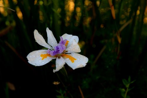Free Close-up of a dewy Dietes flower in a Cape Town garden, showcasing its delicate petals and vibrant colors. Stock Photo