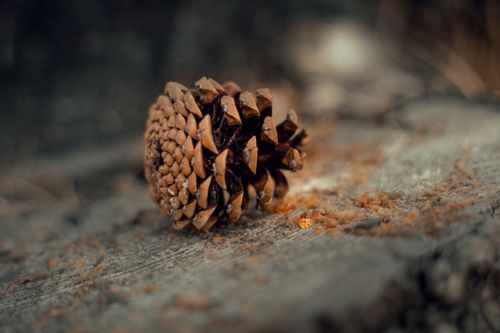 Free Detailed macro photograph of a pine cone with golden pine resin, set against a rustic wood texture. Stock Photo