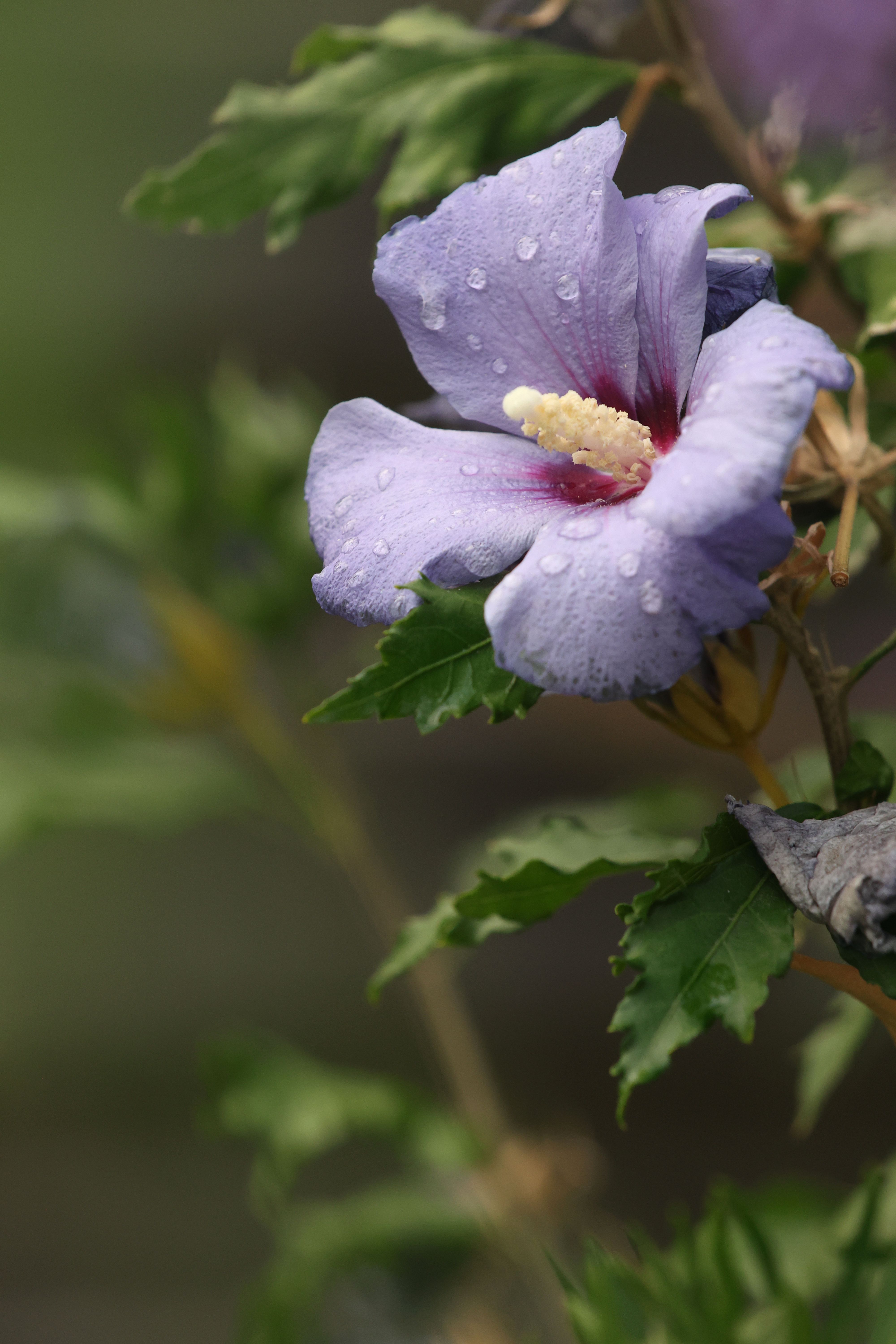 Vibrant close-up of a purple hibiscus flower with dew drops, showcasing natural beauty.