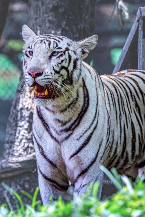 Free Close-up of a white Bengal tiger in a forest setting, showcasing its powerful presence and unique stripes. Stock Photo