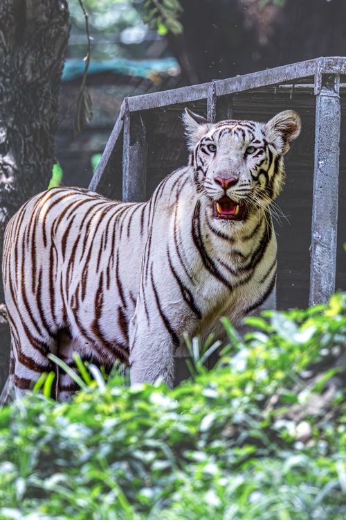 Free A striking white tiger with dark stripes stands alertly in lush green surroundings, exuding wild beauty. Stock Photo