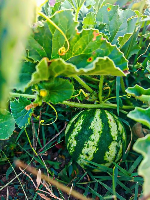 Free Close-up of a watermelon in a garden showcasing lush green leaves and natural growth. Stock Photo
