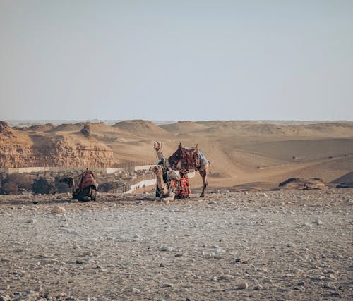 Kamelen Die Op Zandduinen In Woestijn Rusten
