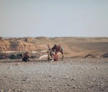 炎热的天气里，一只可爱的骆驼驮着彩色马鞍，在沙漠的沙丘上休息