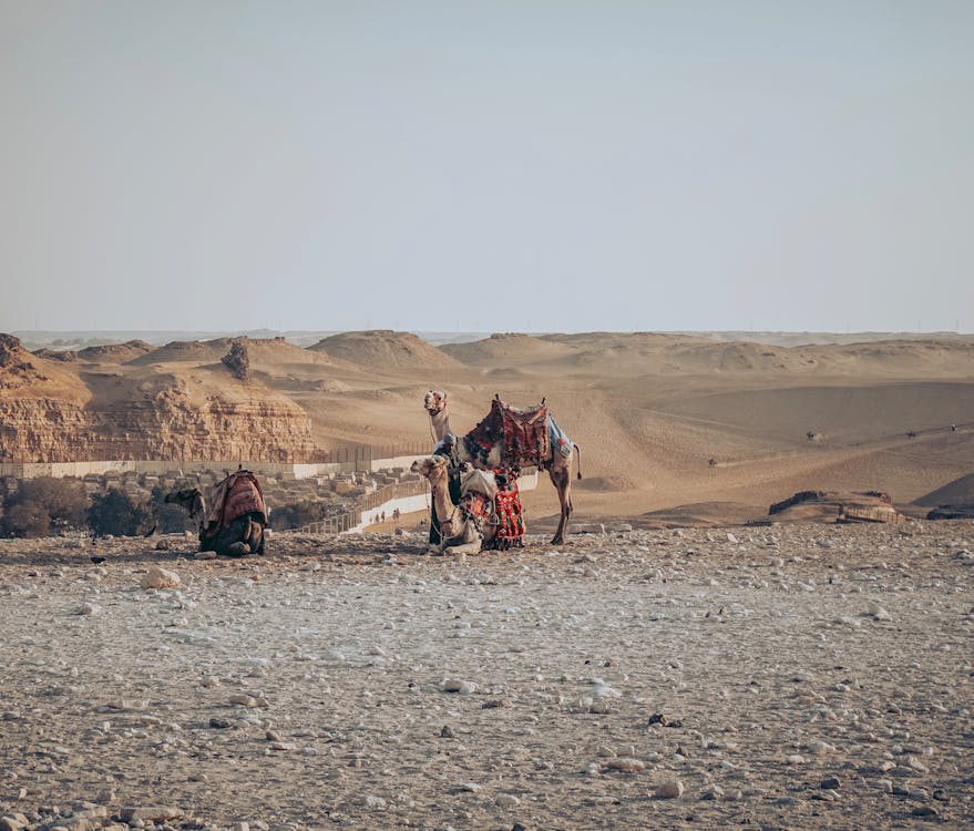 Free Full body cute camels in colorful saddles resting on sandy desert dunes during hot day Stock Photo