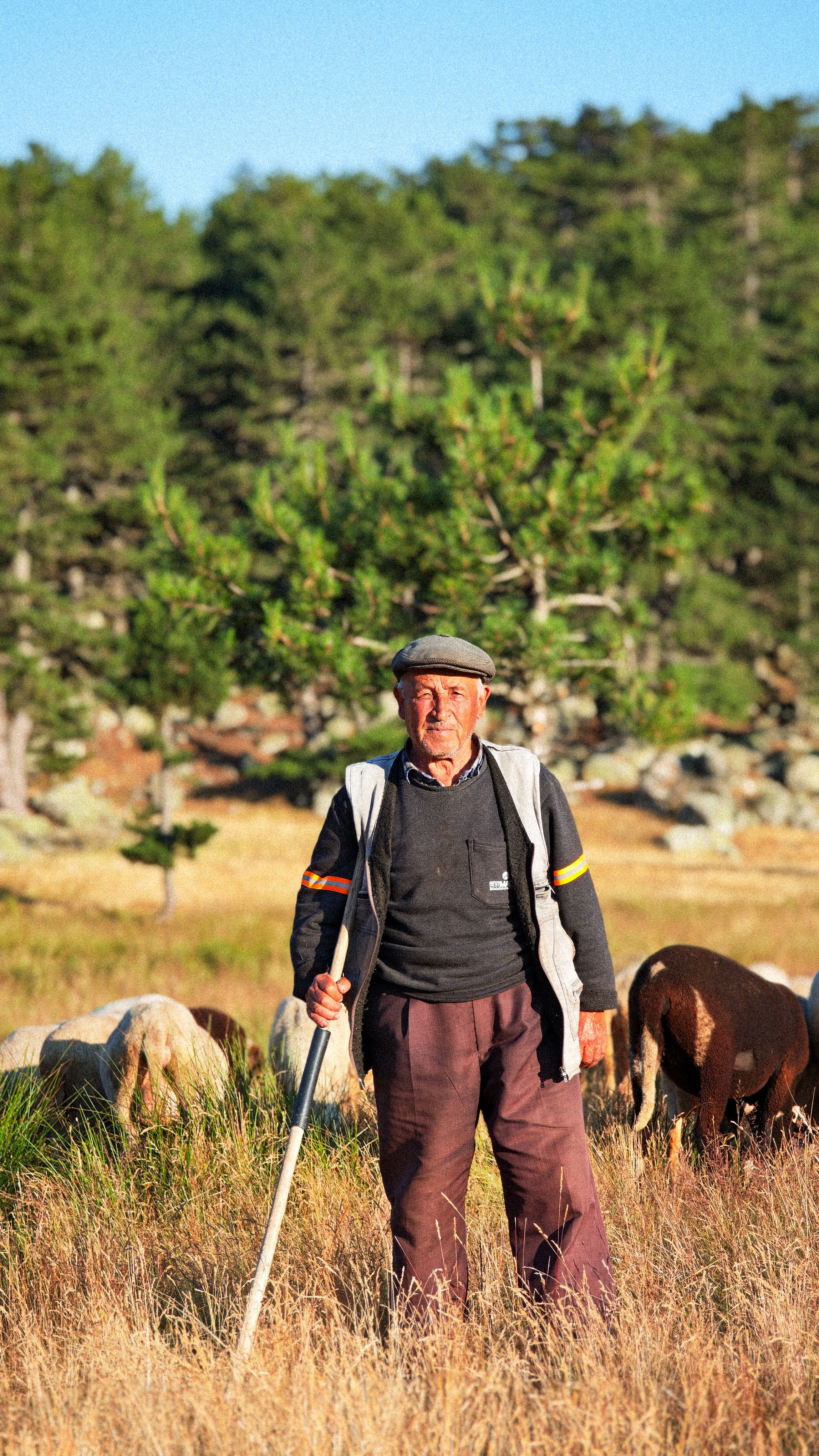 Elderly shepherd tending to a flock in a peaceful meadow, surrounded by lush greenery.