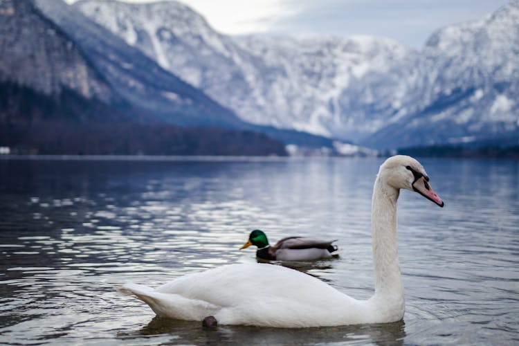 White Swan On The Lake