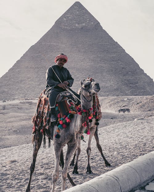 Full length of Arab male tour guide in casual outfit and headwear sitting on camel against famous Pyramid of Cheops in Cairo Egypt during hot day