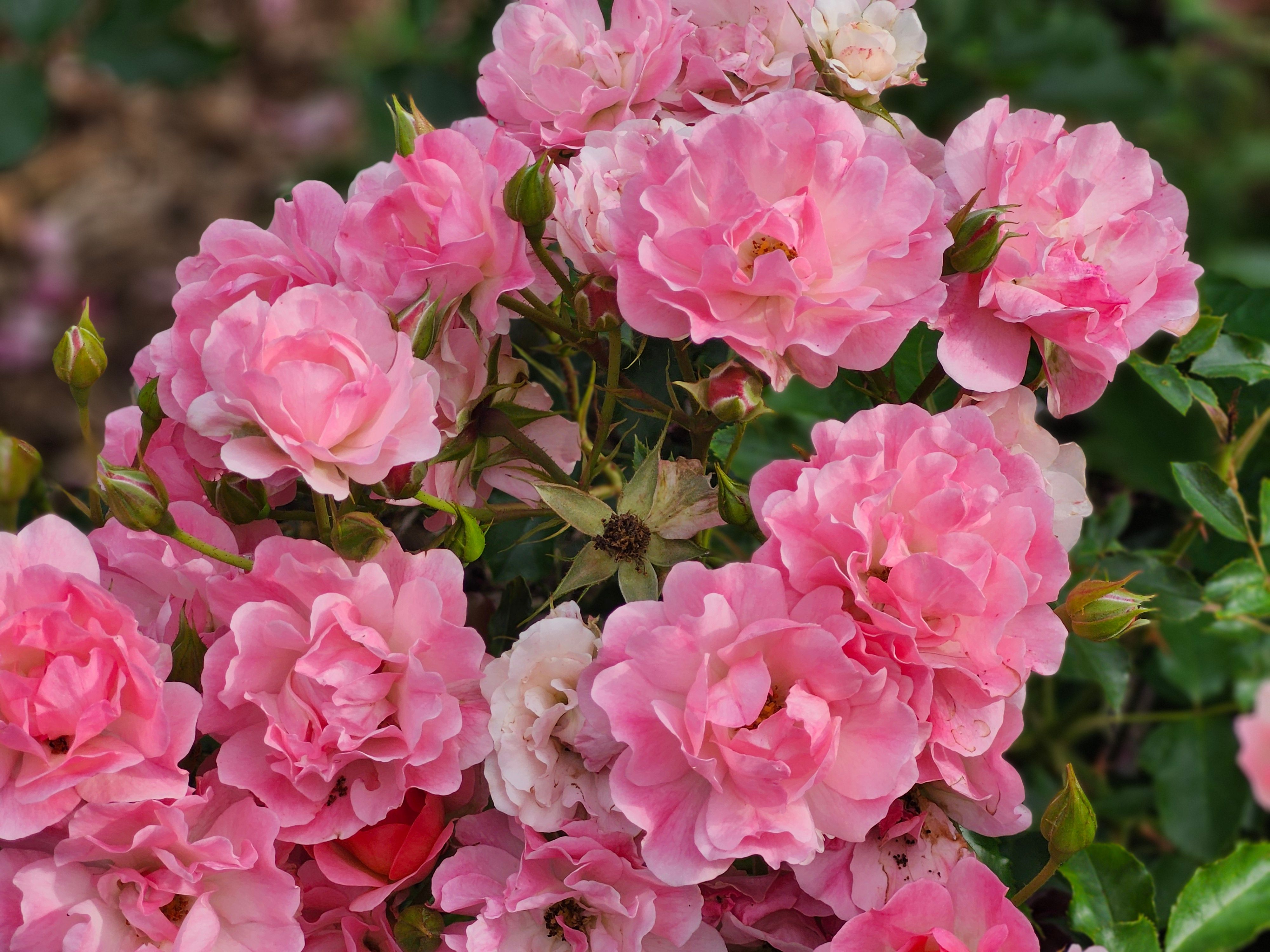 [ColoSach]-close-up-view-of-vibrant-pink-roses-in-full-bloom.-perfect-for-floral-and-garden-themes.