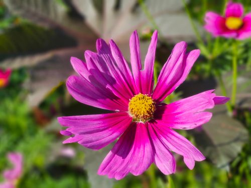 Free Close-up of a vivid pink cosmos flower with a bright yellow center, taken outdoors in a Toronto garden. Stock Photo