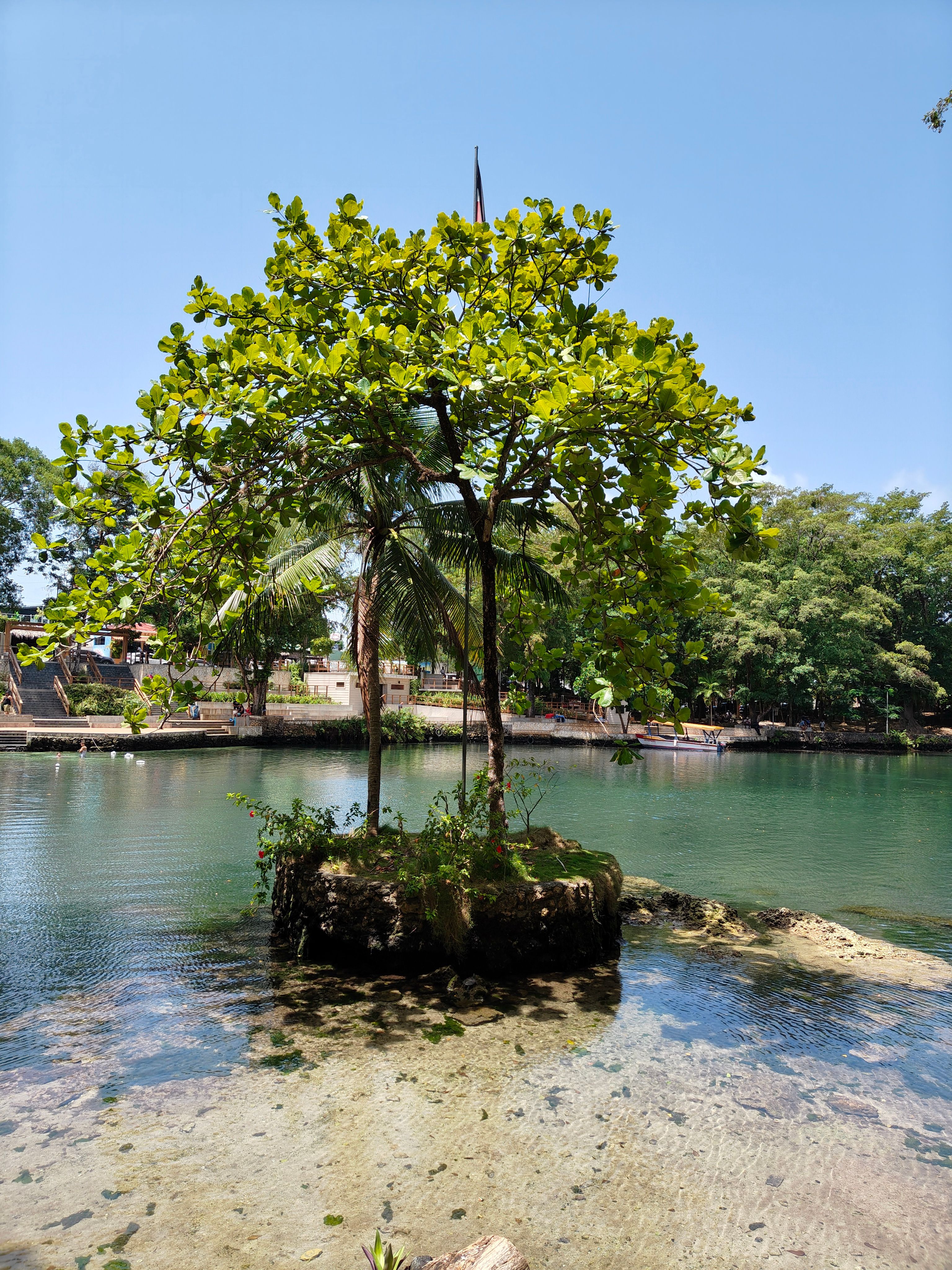 Idyllic view of a tree on a small island in Rio San Juan, perfect for travel and nature themes.
