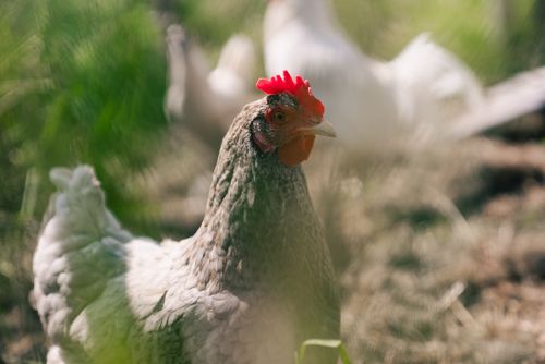 Free Portrait of a chicken with red comb in a sunlit outdoor environment. Stock Photo