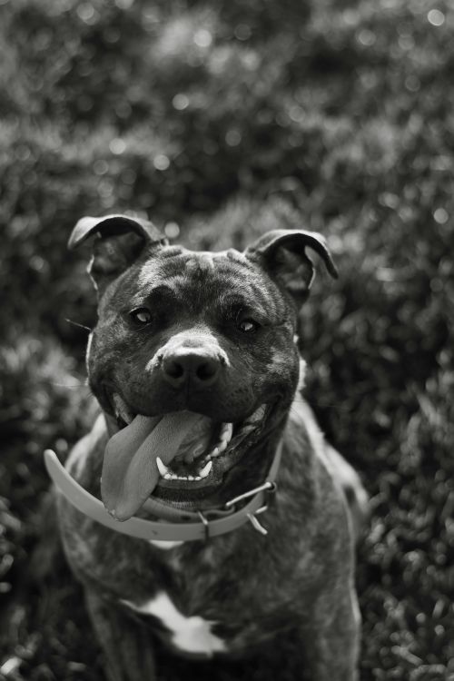 Free Charming grayscale portrait of a playful pitbull with tongue out, enjoying the outdoors. Stock Photo